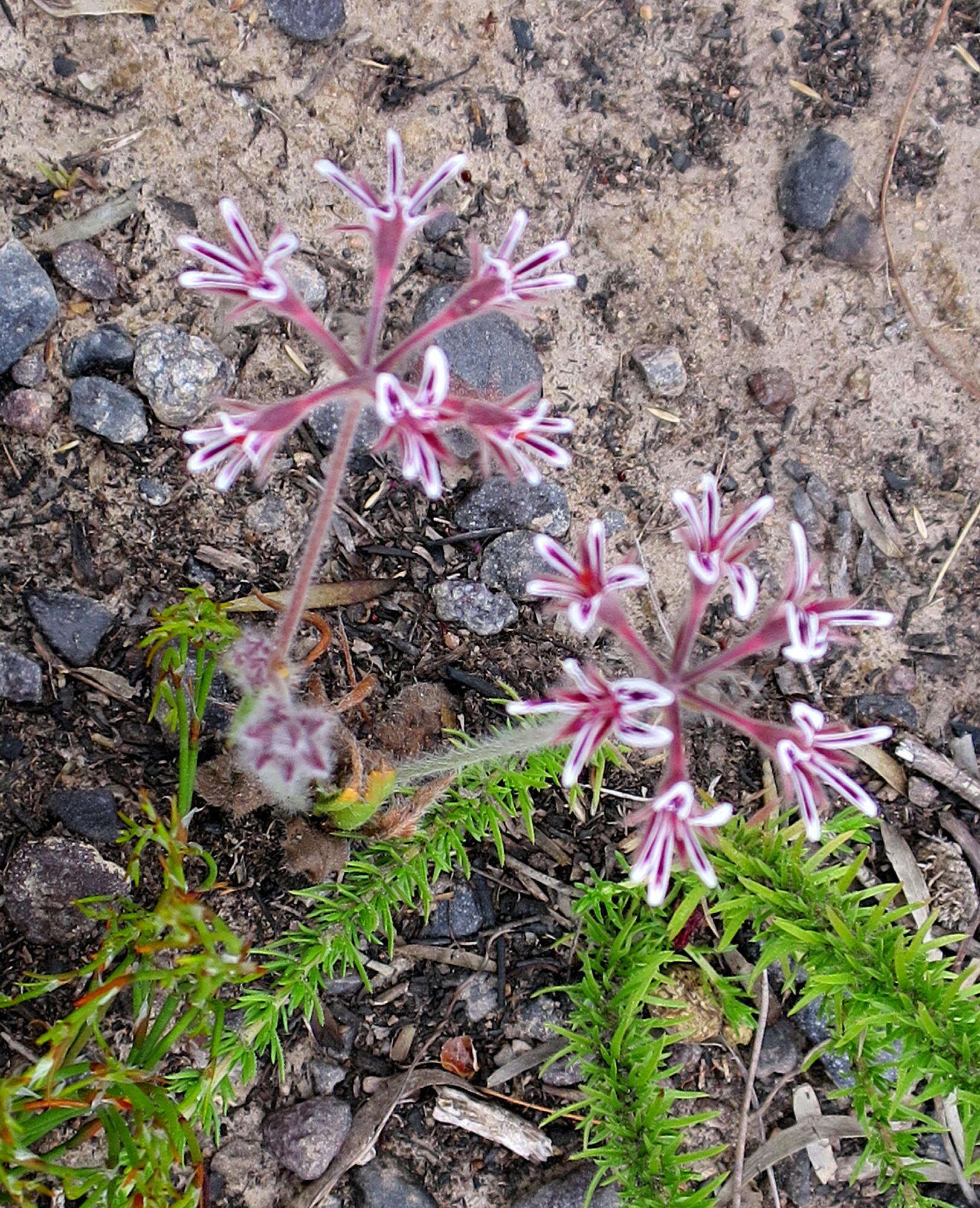 Image of Pelargonium pilosellifolium (Eckl. & Zeyh.) Steud.