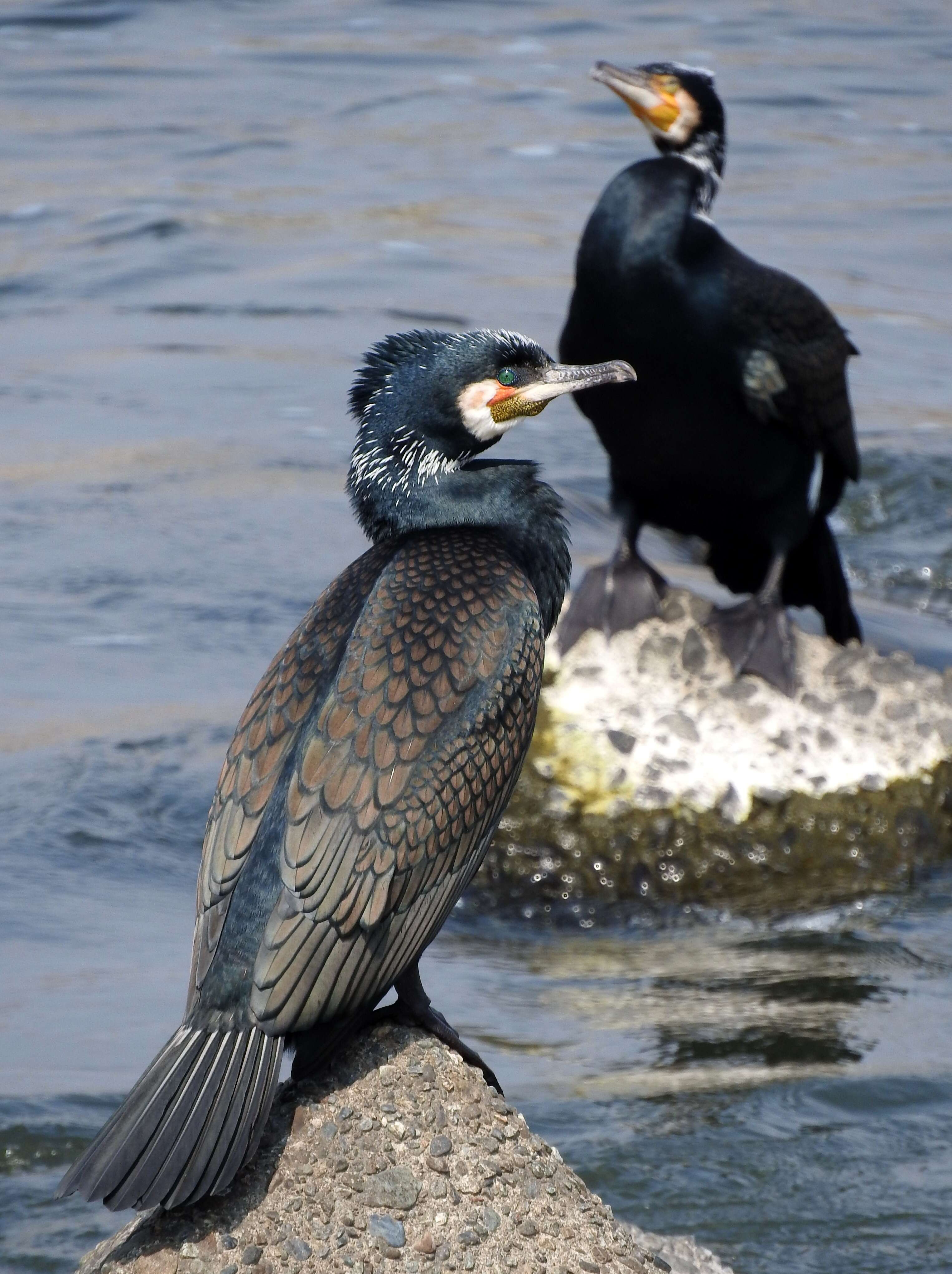 Image of Black Shag