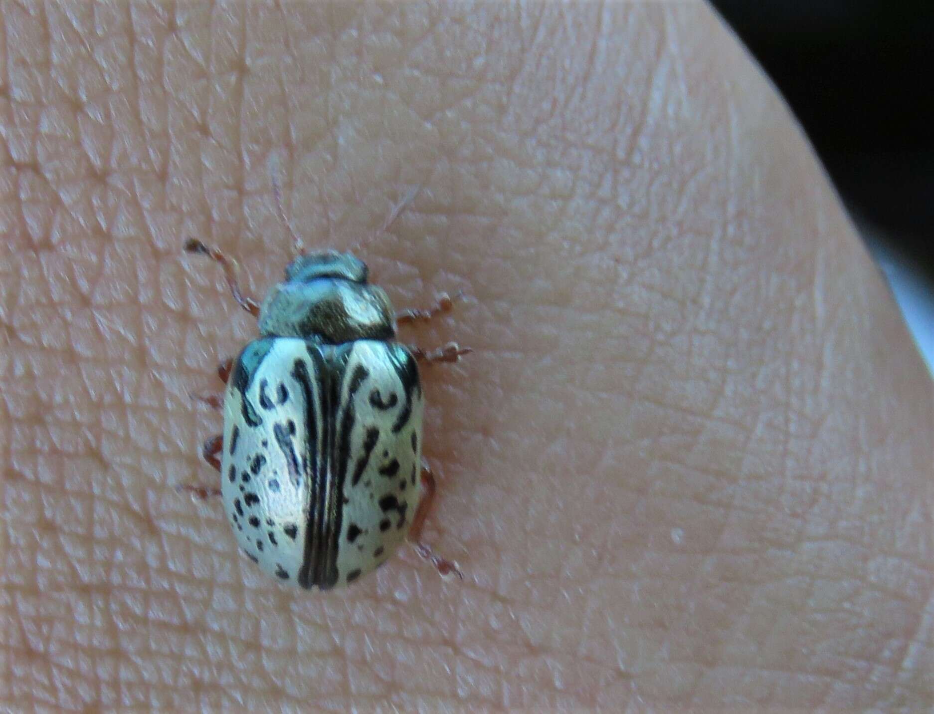 Image of Common Willow Calligrapha