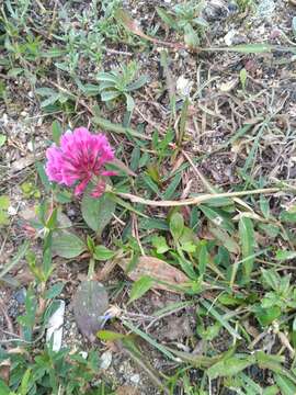 Image of lupine clover