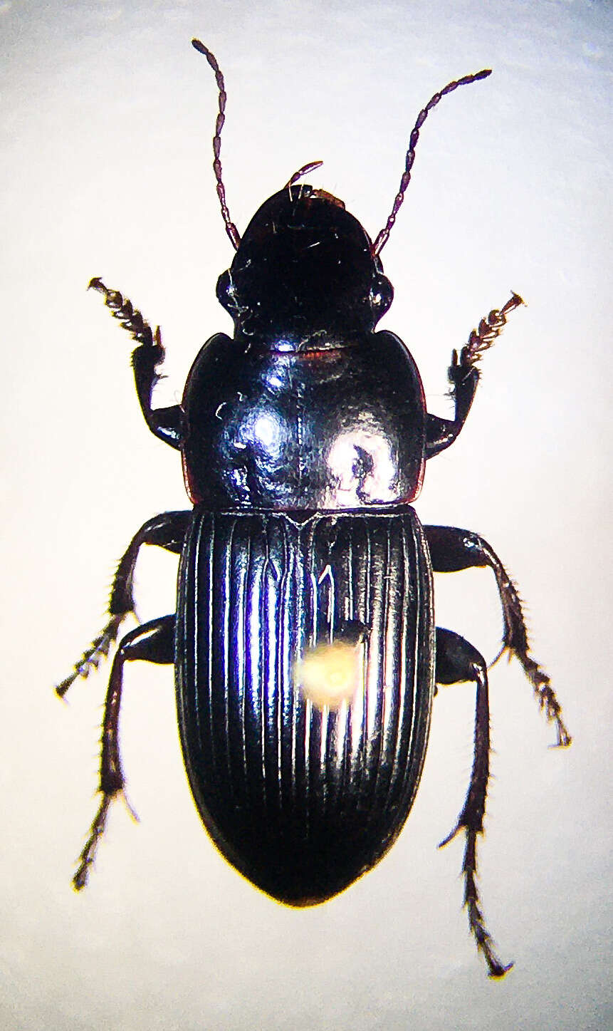Image of Harpalus (Harpalus) providens Casey 1914