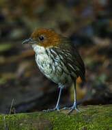 Image of Chestnut-crowned Antpitta