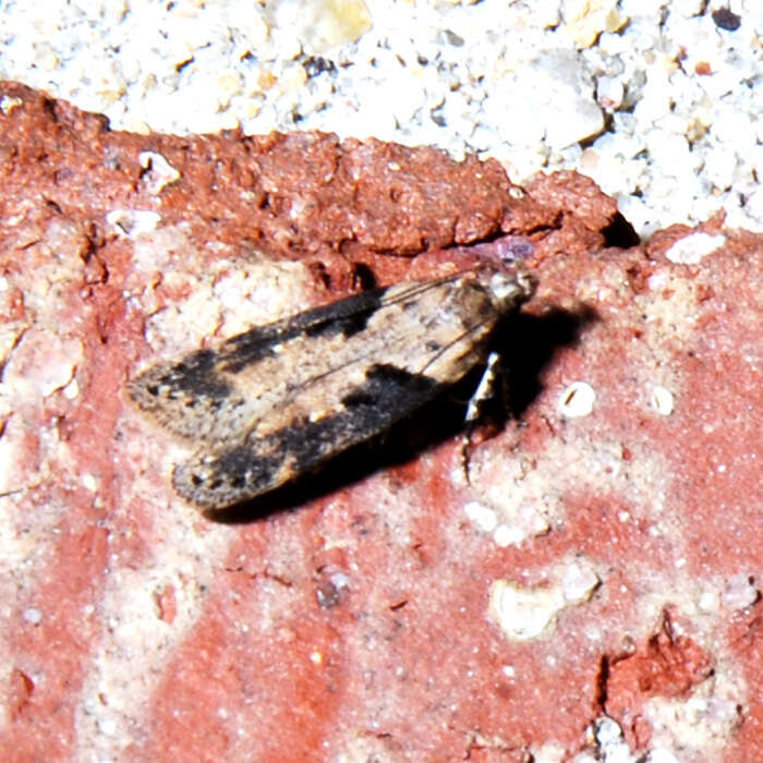 Image of Black-smudged Chionodes