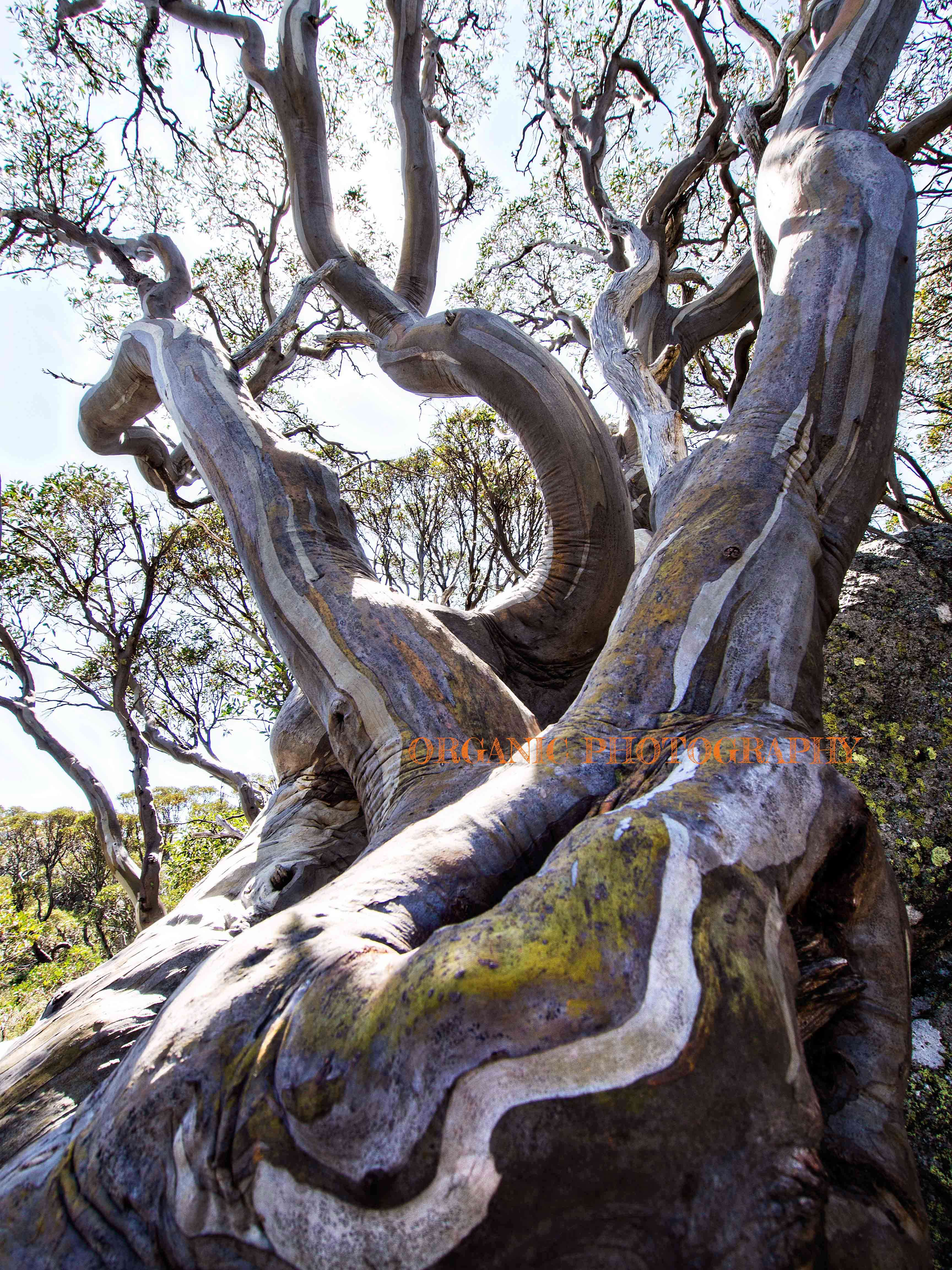 Image of snow gum