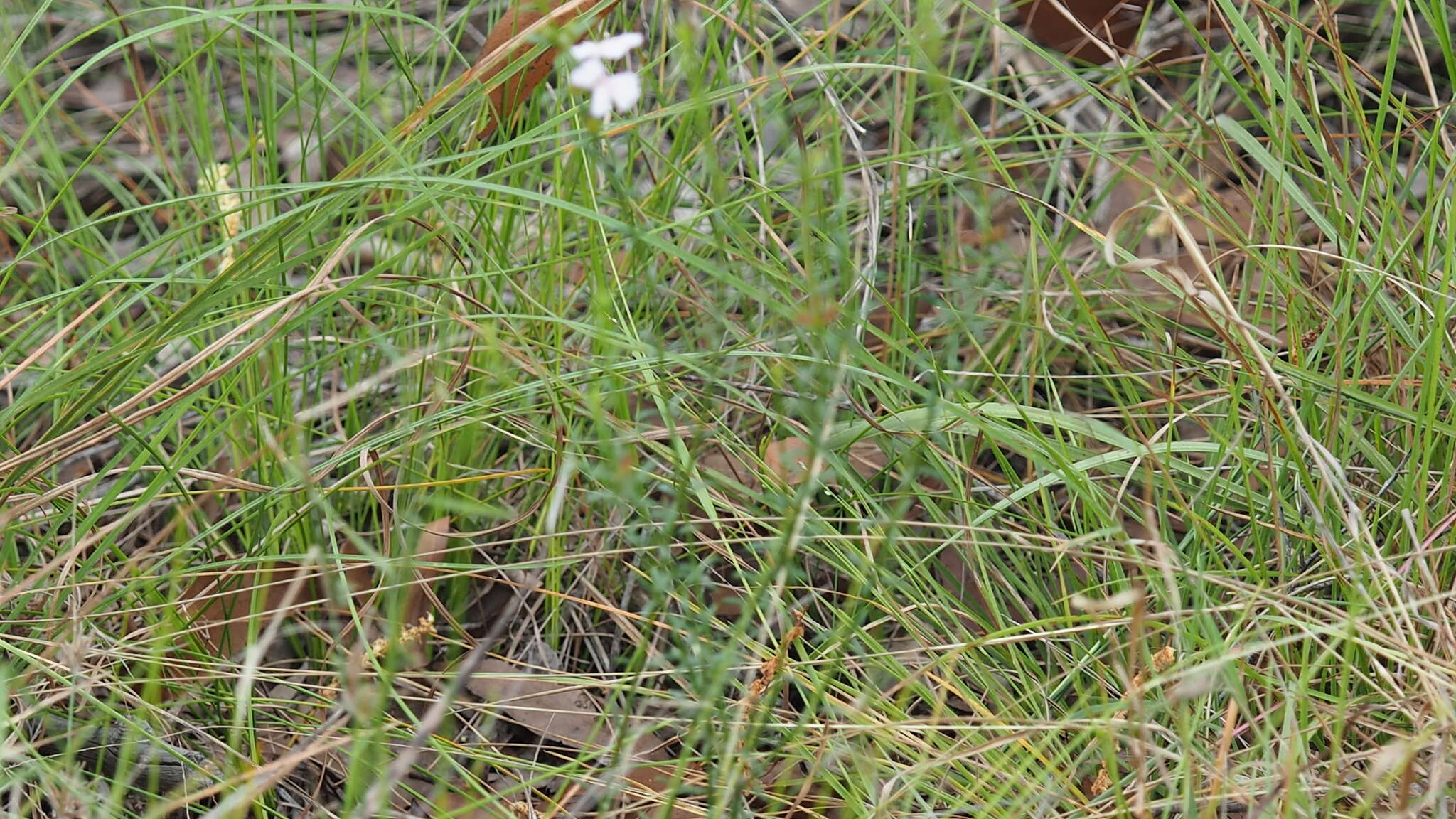 Image de Westringia tenuicaulis C. T. White & W. D. Francis