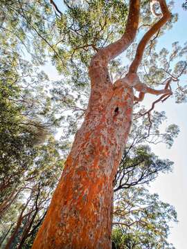 Image of Brittle Gum