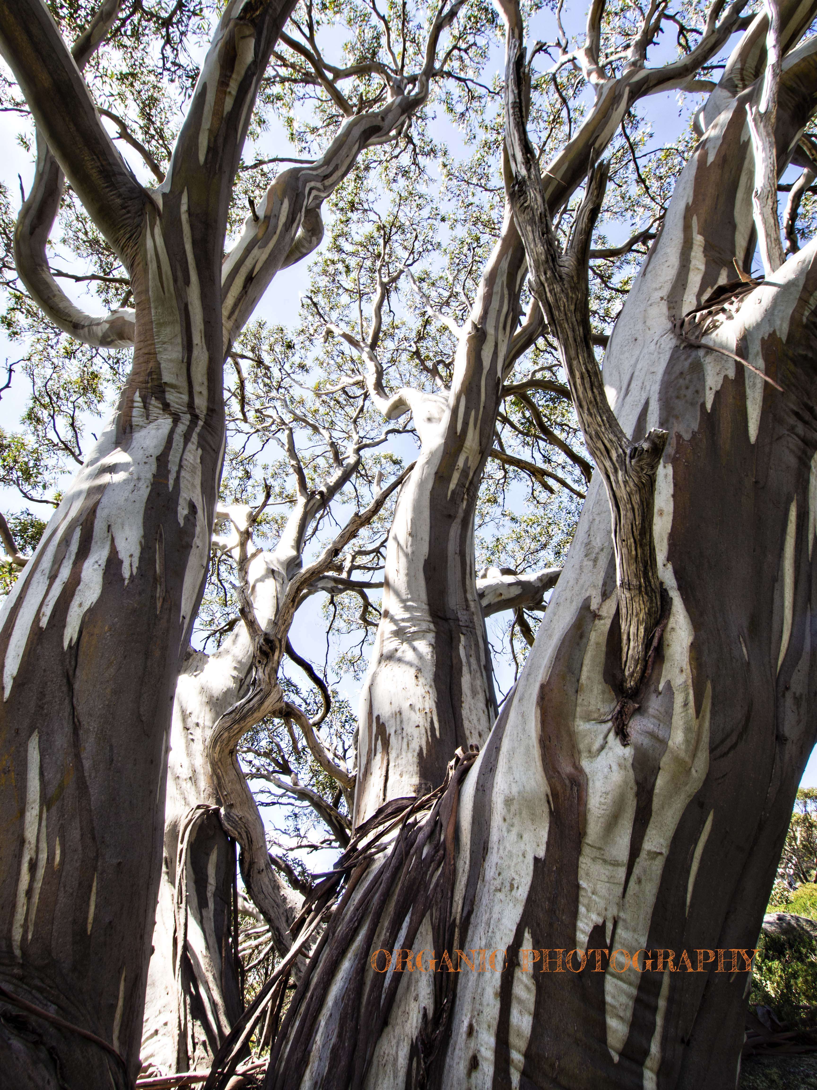 Image of snow gum