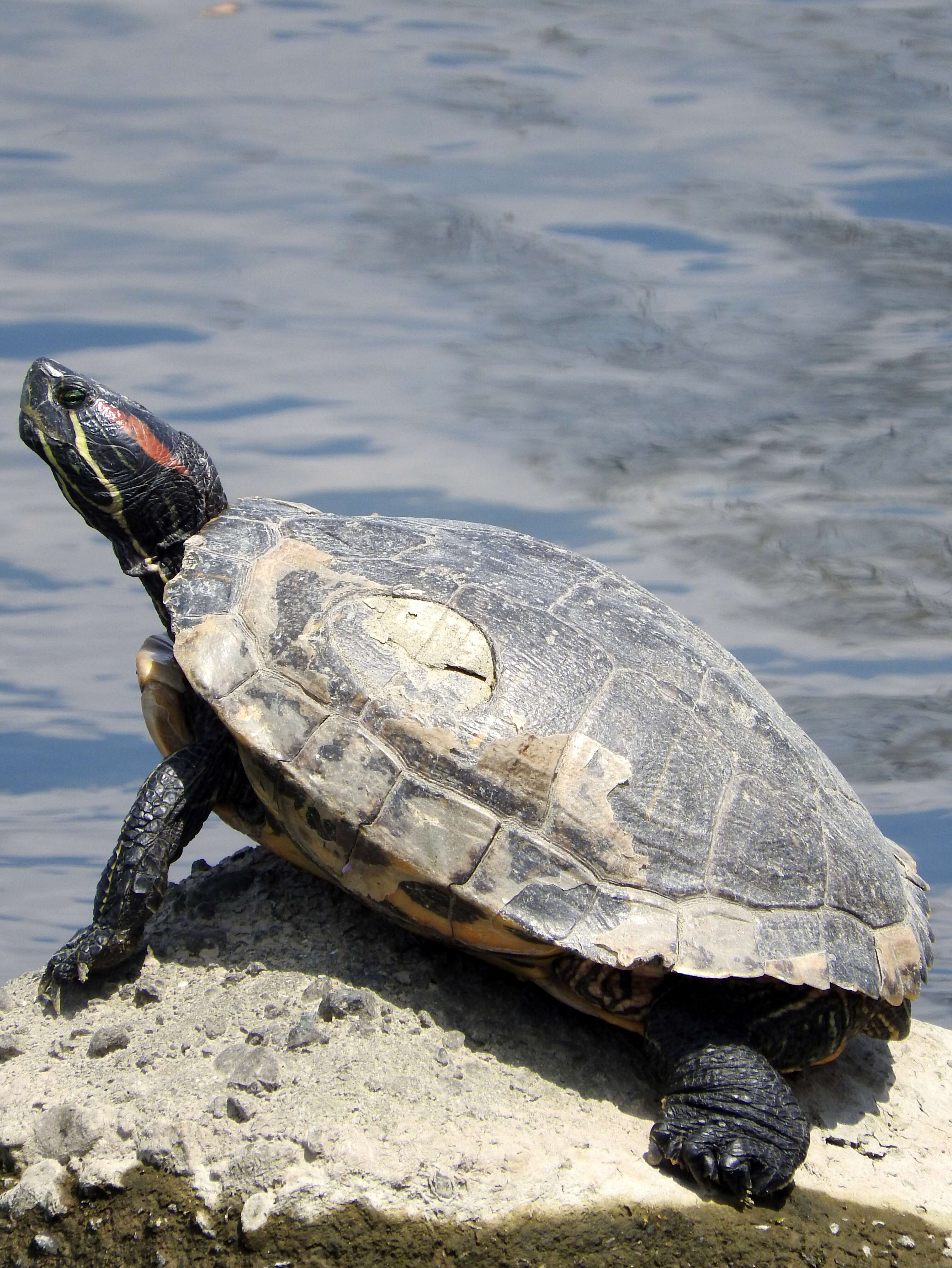 Image of slider turtle, red-eared terrapin, red-eared slider