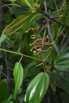 Image of Miconia ciliata (L. Rich.) DC.