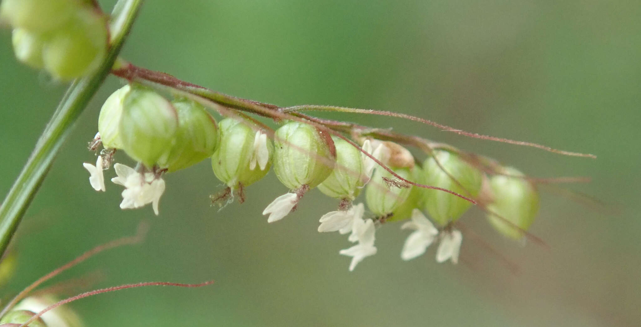 Plancia ëd Setaria sagittifolia (A. Rich.) Walp.