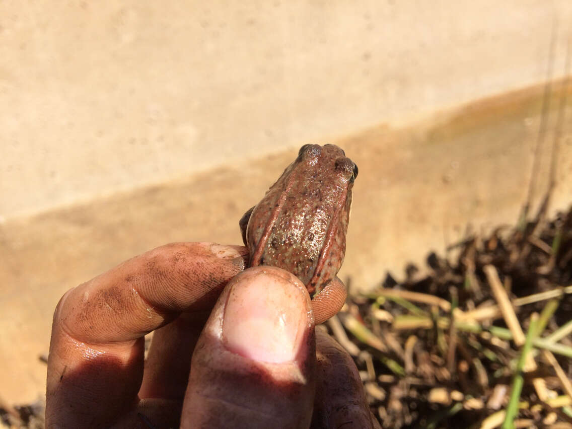 Image of California Red-legged Frog