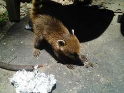 Image of South American Coati