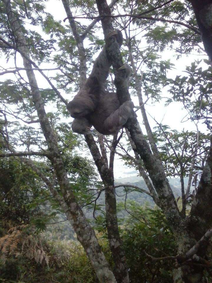 Image of Brown-throated Three-toed Sloth