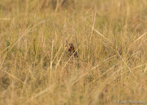 Image of Chestnut-collared Longspur