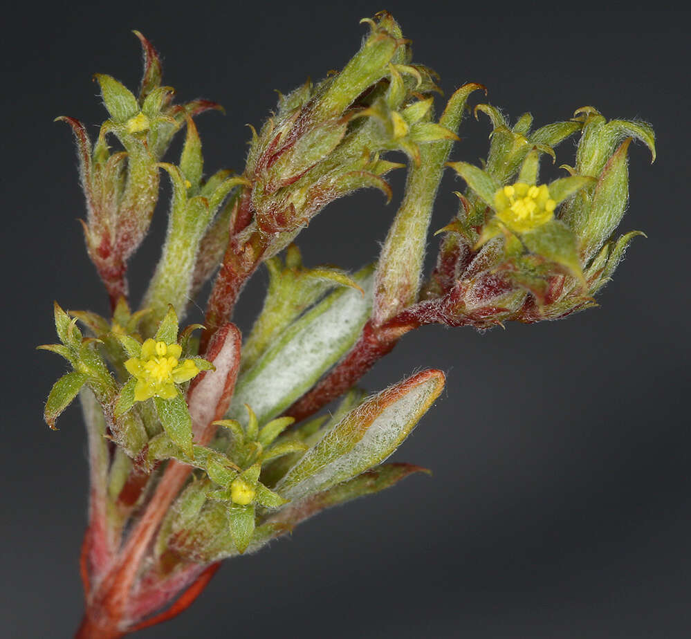 Image of fivetooth spineflower