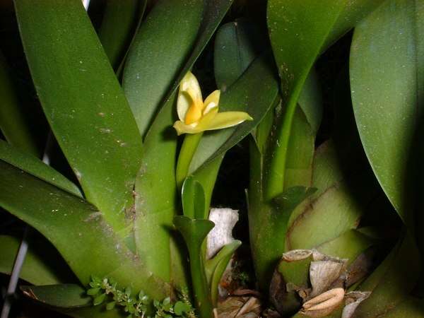 Image of Hidden orchid