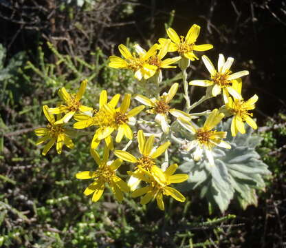 Image de Senecio lineatus (L. fil.) DC.