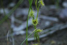 Drosera gunniana的圖片