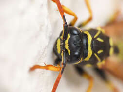 Image of Polistes associus Kohl 1898