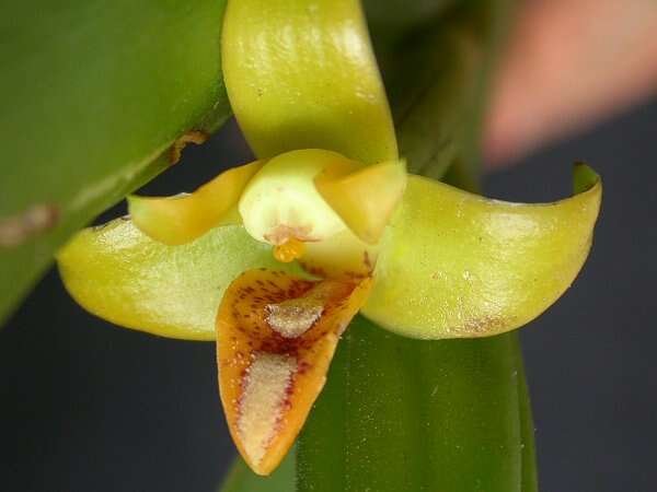 Image of Tiger orchids