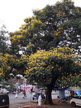 Image of Yellow Flame Tree