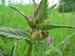 Image of Yellow rattle