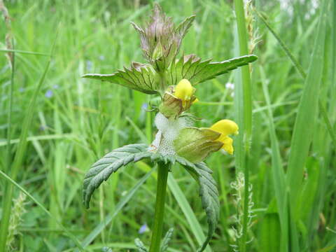 Image of Yellow rattle