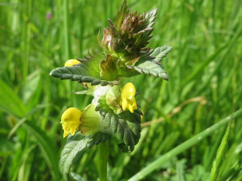 Image of Yellow rattle