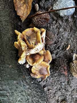 Pholiota angustipes (Peck) Sacc. 1887 resmi