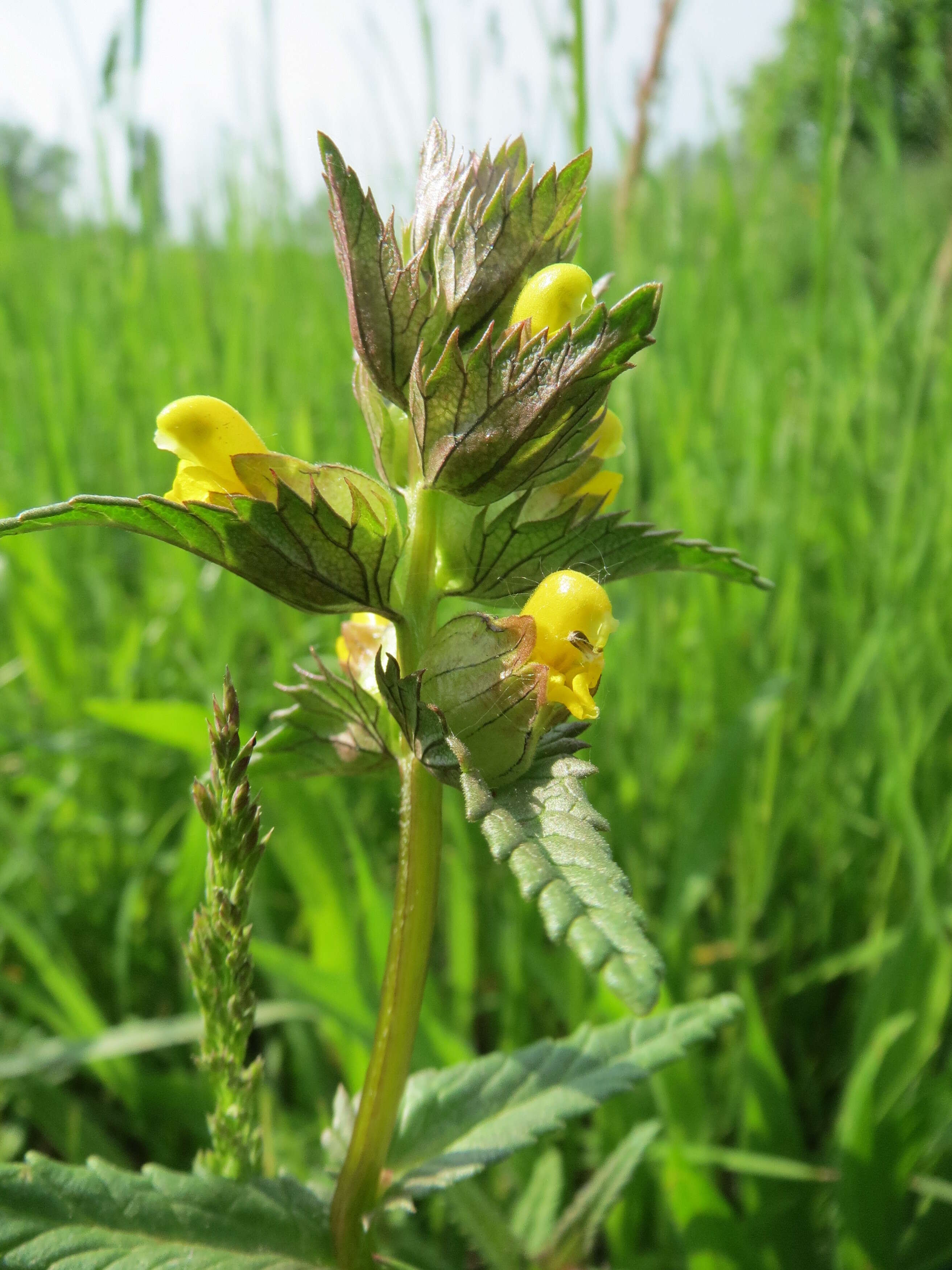 Image of Yellow rattle