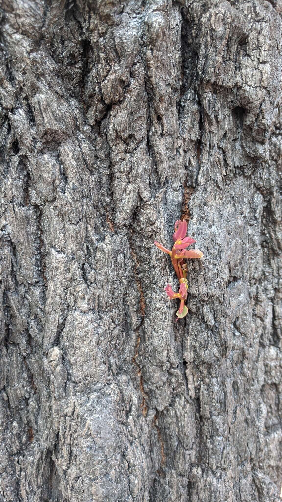 Imagem de Eucalyptus paniculata Sm.