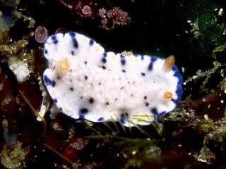 Sivun Hypselodoris Stimpson 1855 kuva