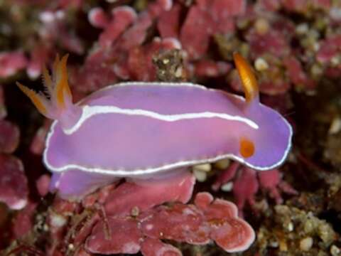 Image of Hypselodoris Stimpson 1855