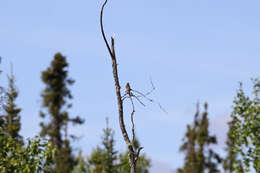 Image of Alder Flycatcher