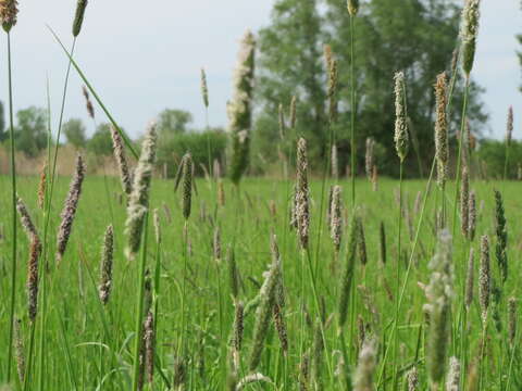 Image of meadow foxtail