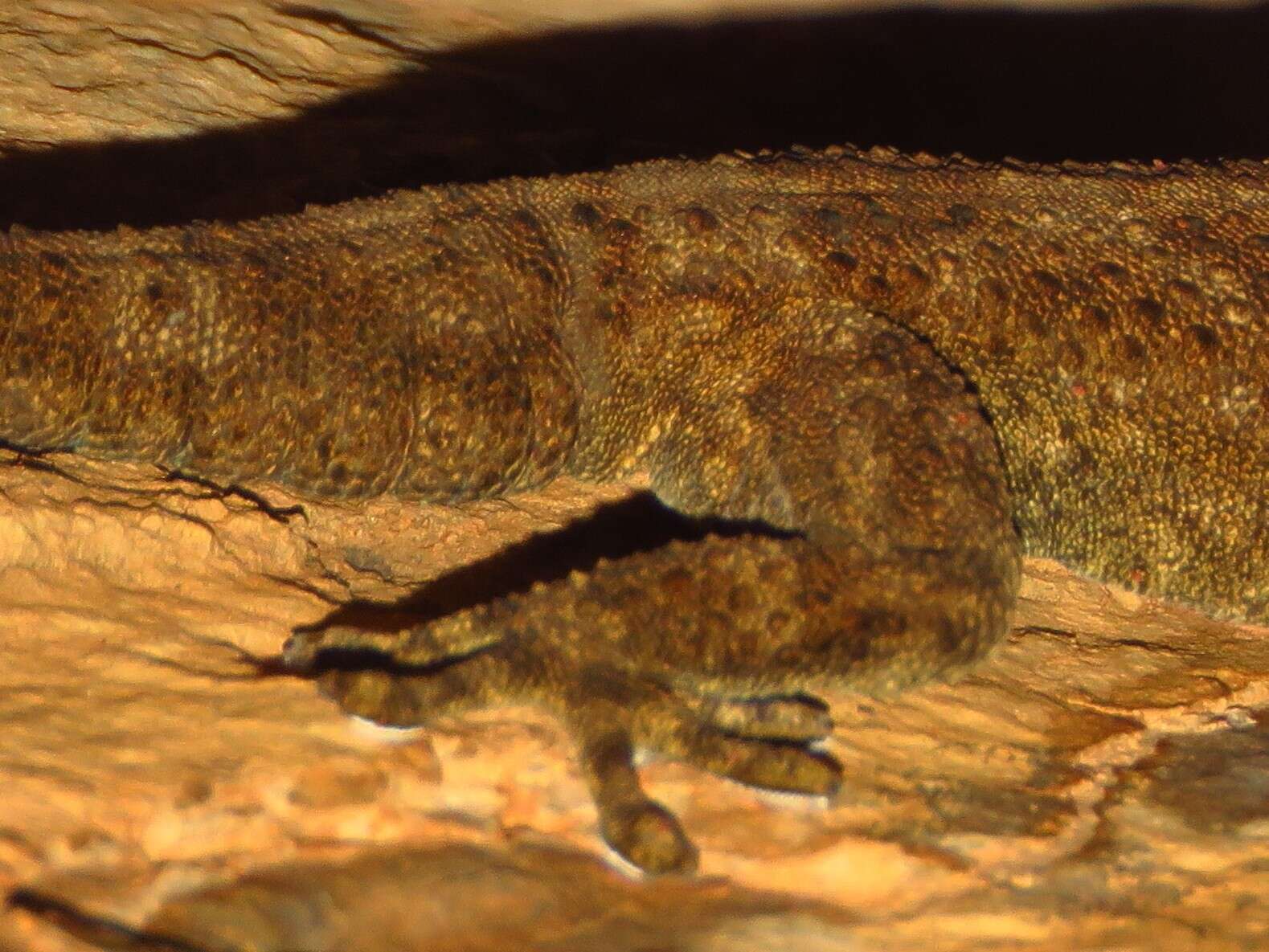 Image of Pachydactylus kladaroderma Branch, Bauer & Good 1996