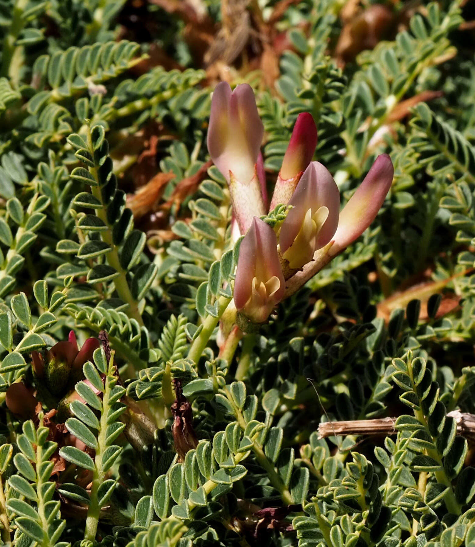 Image of Astragalus angustifolius Lam.