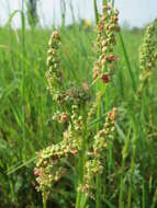 Image of Common Sorrel