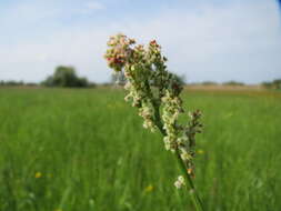 Image of Common Sorrel