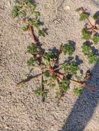 Image of seaside amaranth