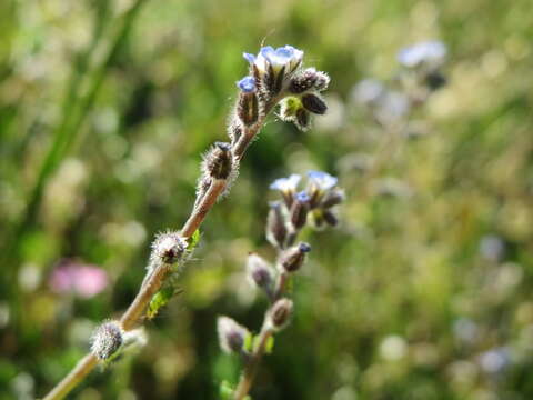 Image of strict forget-me-not