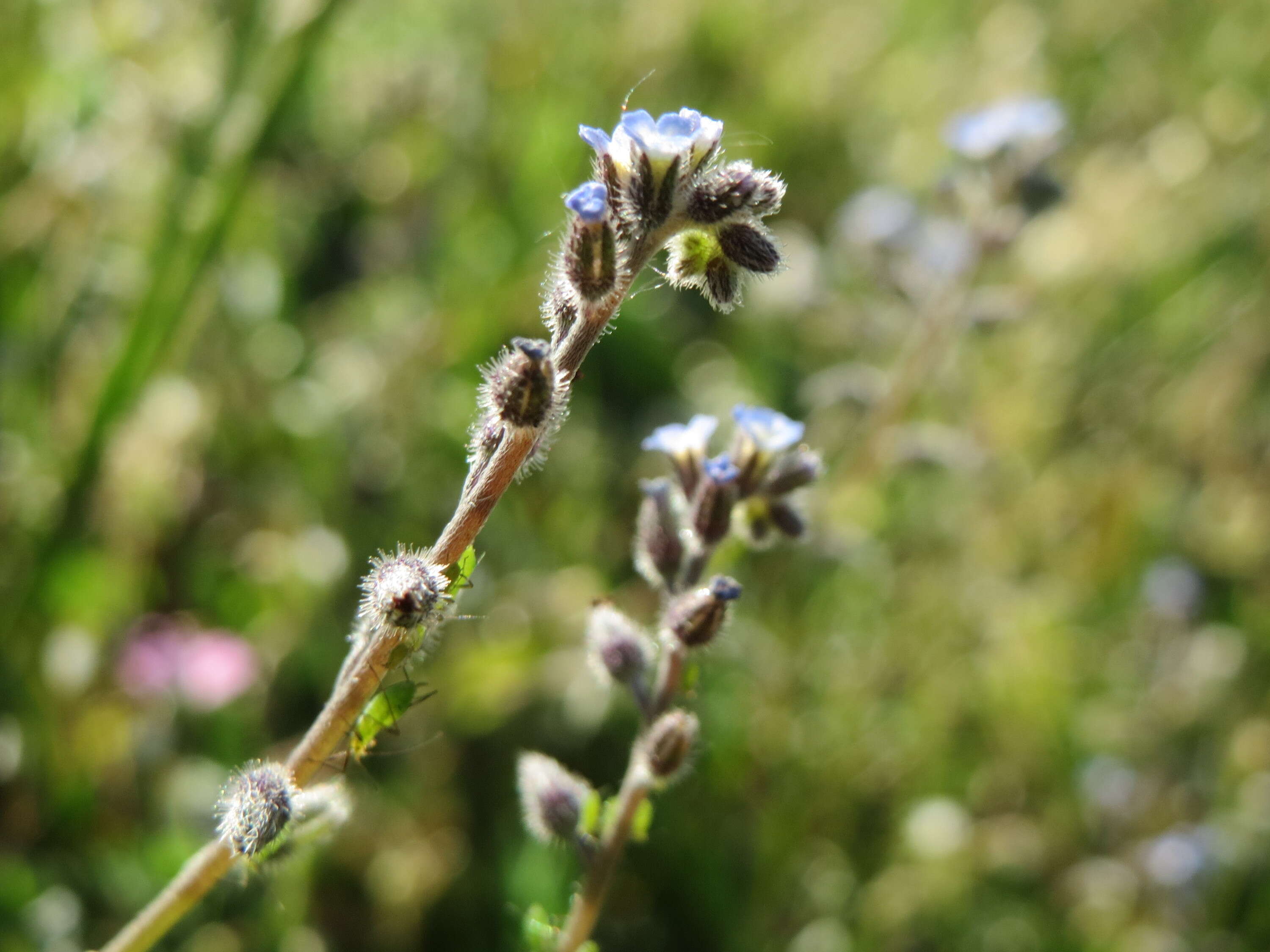 Image of strict forget-me-not