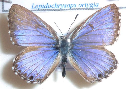 Image of <i>Lycaena ortygia</i> Trimen 1887