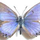 Слика од Lycaena ortygia Trimen 1887