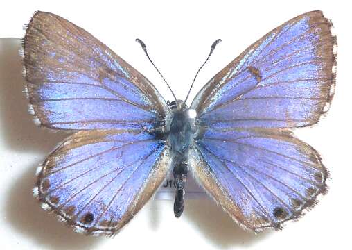 Image of Lycaena ortygia Trimen 1887