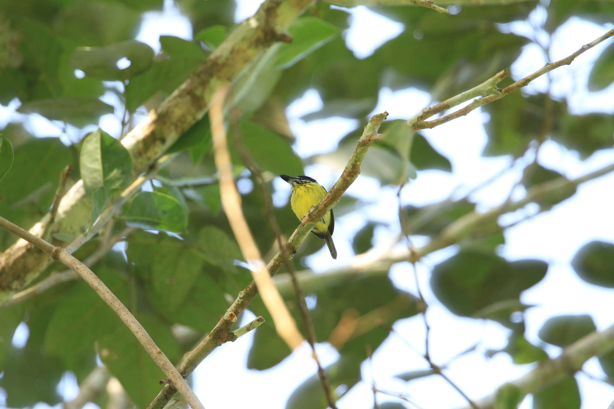 Image of Painted Tody-Flycatcher
