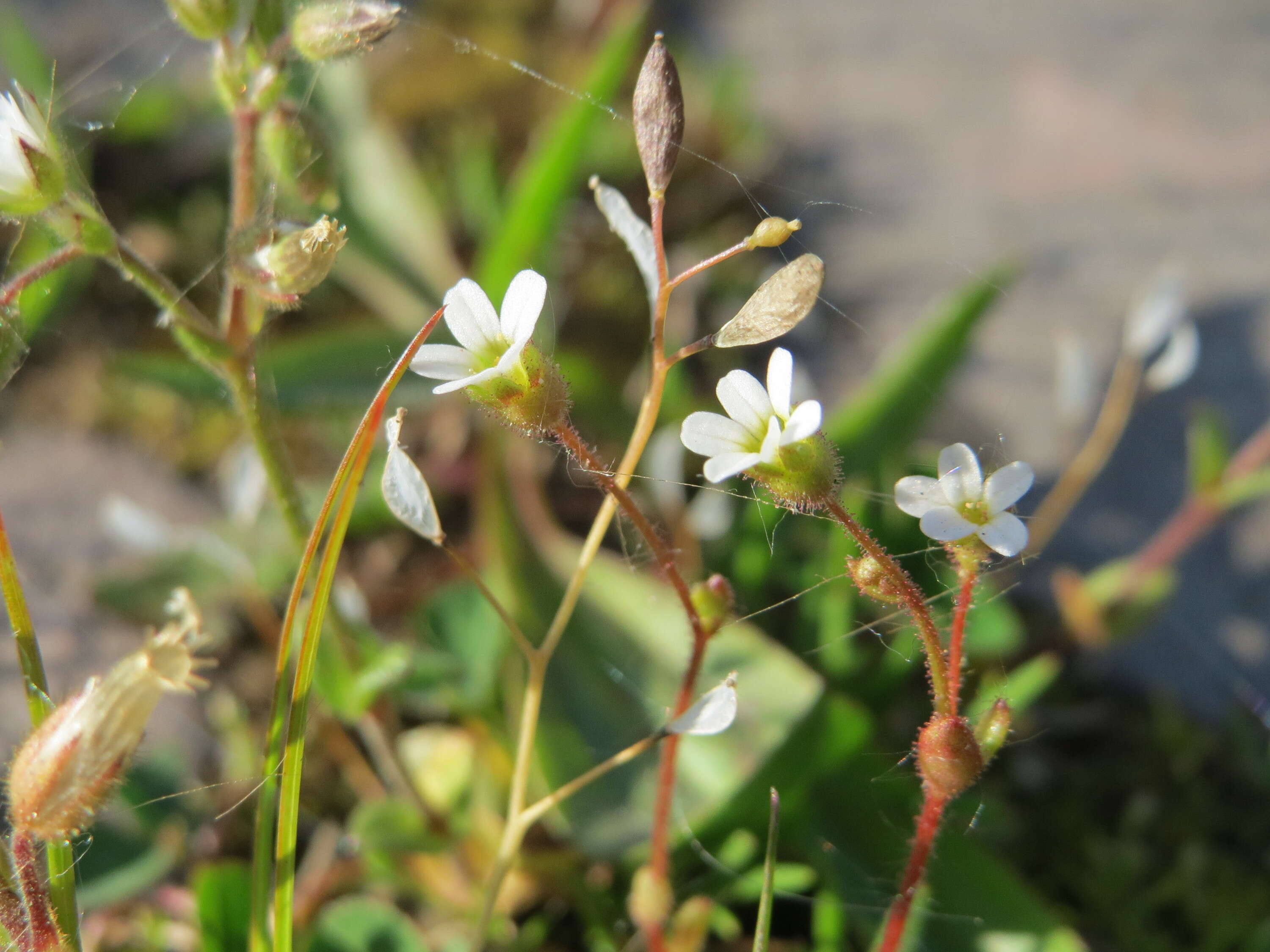 Image of nailwort