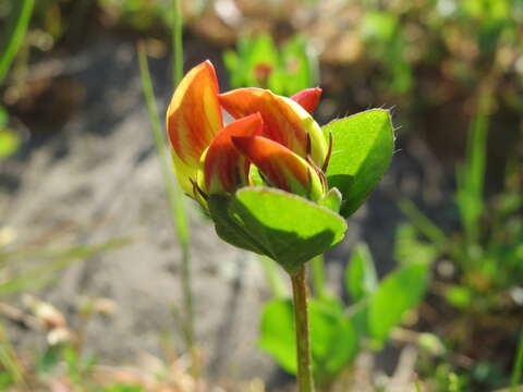 Image of Common Bird's-foot-trefoil