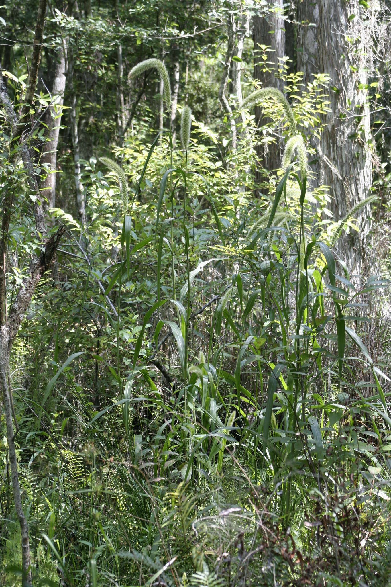 Image of Giant Bristle Grass