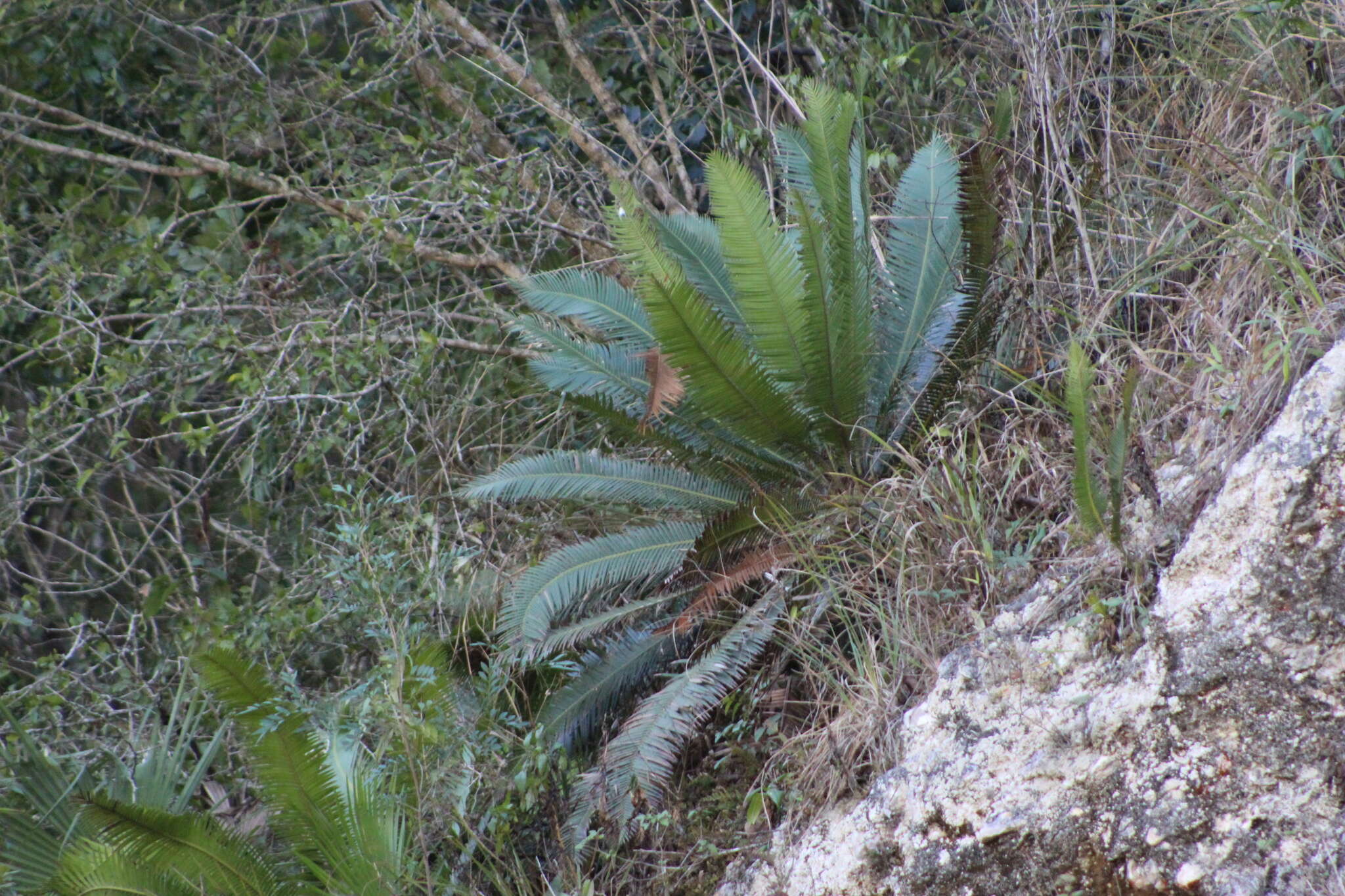 Image of Chestnut Dioon